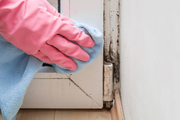 Best Office Mold Removal Services  in Lone Oak, TN