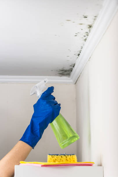 Office Mold Removal Services in Lone Oak, TN