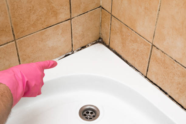 Mold Testing and Removal in Lone Oak, TN